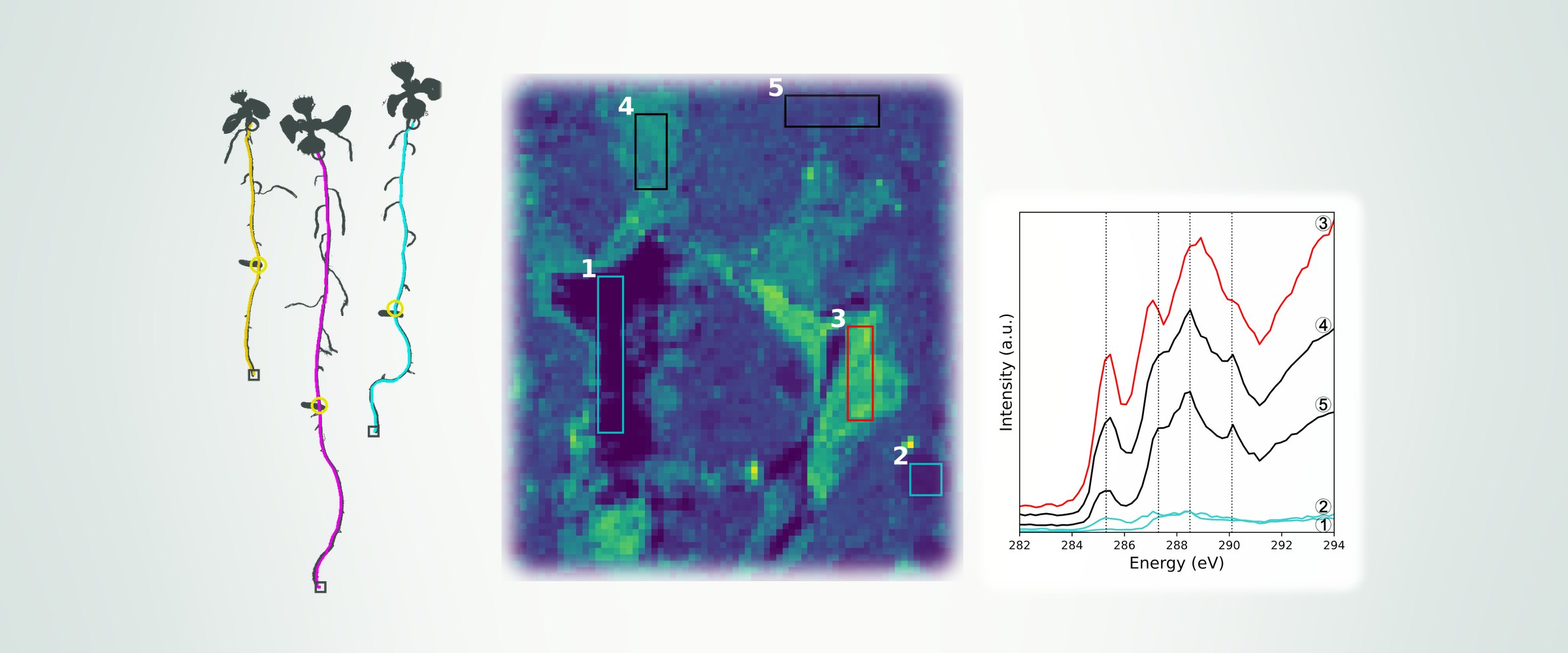 Arabidopsis seedlings with traced roots, a soil carbon map from X-ray spectromicroscopy, and carbon spectra