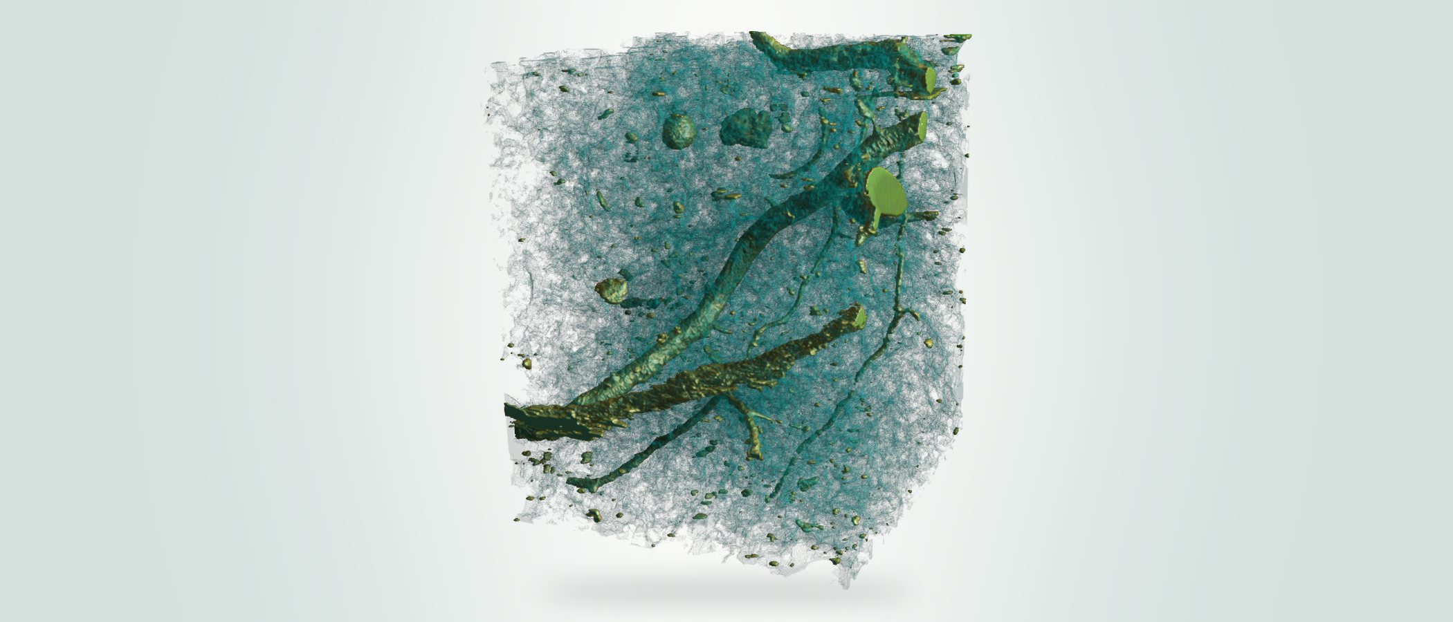 Micro-CT render of roots and pores in soil